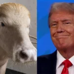 governo-de-bangladesh-desiste-de-sacrificar-bufalo-trump